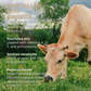 Home On The Range Tallow Bar Soap